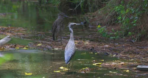 Two herons interact in a shaded pond surrounded by foliage and floating leaves
