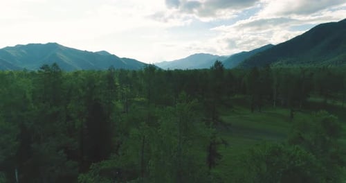 Aerial View Low Flight Above Evergreen Pine Tree Landscape with Endless Mountain Forest at Sunny
