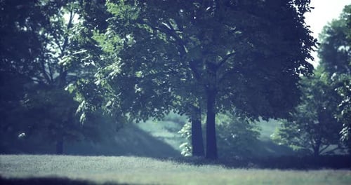 Lush Green Trees and Sunlight Filtering Through Branches in a Serene Landscape