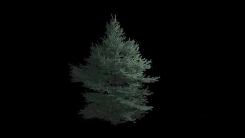 Árbol de viento animado de Abies Concolor con fondo transparente. Canal alfa en 4k