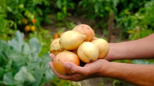 A Man Farmer Harvests Onions in His Garden Selective Focus