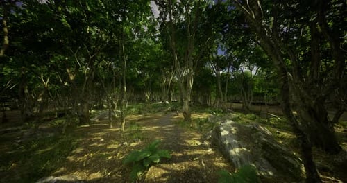 Lush Forest Landscape with Sunlight Filtering Through Dense Trees
