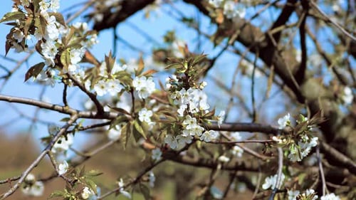 Blühende Baumbiene sammelt Pollen von weißen Blüten im Obstgarten