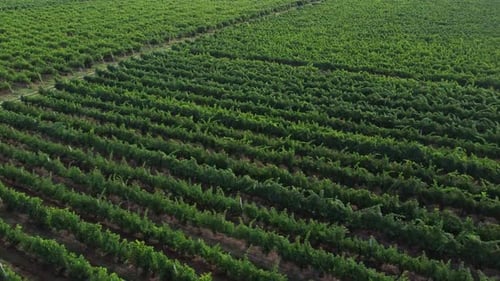 Drohnenaufnahme von Sunny Wineyard