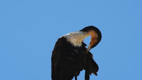 Upwards view of perched White-Breasted Cormorant grooming itself after swim