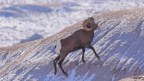 Wild Bighorn Sheep in Badlands National Park