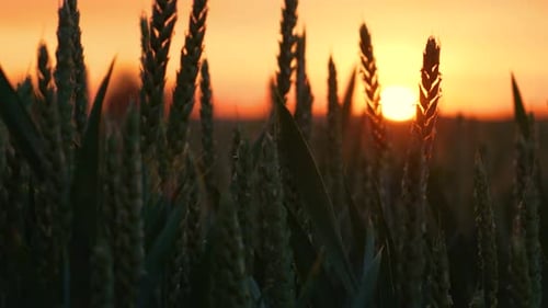 Green Sprouts of High Yield Wheat on Field at Sunset Slow Motion Wheat Cultivation Agribusiness