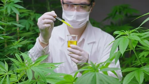 Ein Wissenschaftler überprüft und analysiert ein Cannabis-Experiment