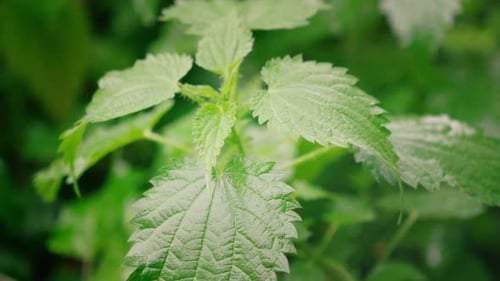 slowly rotating shot of stinging nettle leaves hit by the the rain with blurred background in the wi