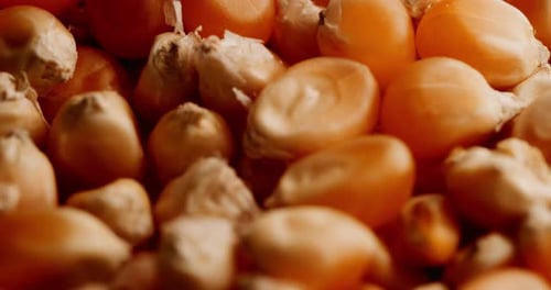 Circular Macro Shot Of Heap Of Fresh Raw Popcorn