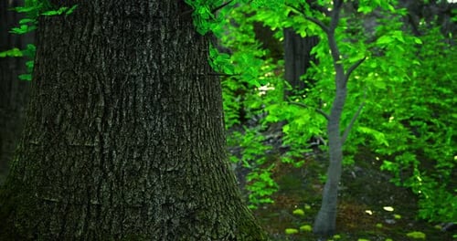 Lush Green Forest with Towering Trees and Vibrant Foliage in Sunlight