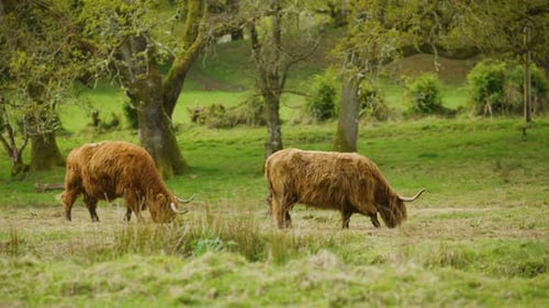 Two Highland cows graze peacefully in a lush green field in Scotland