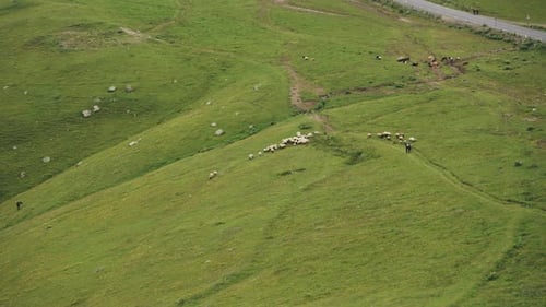 Panoramic View of a Shepherd Tending to Livestock Amidst the Greenery of the Mountainside