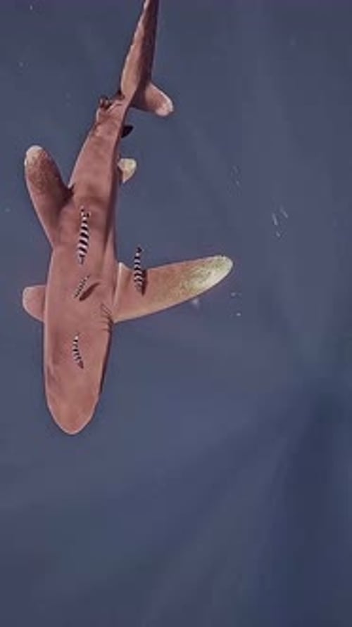 Top View of Shark Swimming in Open Water