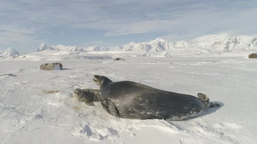 Seal and Pup Resting in Snowy Landscape