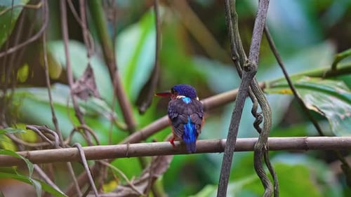 Blue-eared Kingfisher Bird On Forest Near Streams In Southeast Asia. Selective Focus Shot