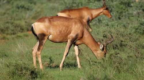 Hartebeest Grazing Peacefully on African Grassland