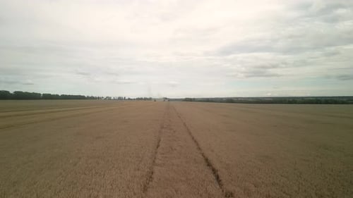 Wheat field aerial view in Ukraine