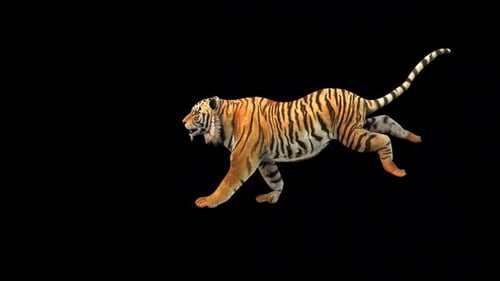 Tiger Run Left Angle Side