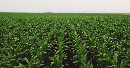An aerial shot of corn field ripening at spring season, agricultural landscape