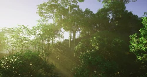 Morning Sunlight Filters Through Lush Trees in a Serene Forest Setting