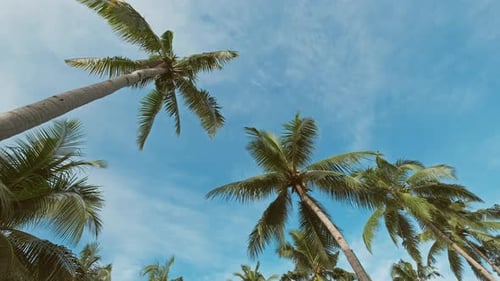 Blue Sky with Tall Green Coconut Palm Trees