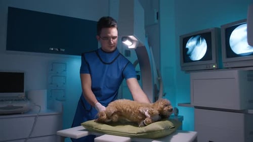 Veterinarian Prepares Small Dog for Examination in Hospital