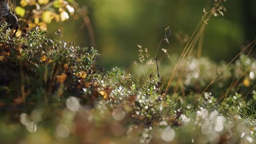 Ein weicher Teppich aus winzigen Pflanzen im Waldunterholz. Parallax-Video. Bokeh-Hintergrund.