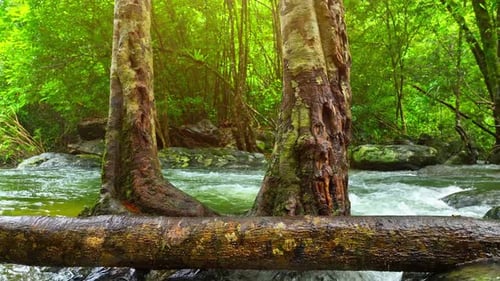 Experience the epic, amazing stream tucked away in a lush.