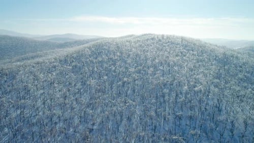 Aerial Winter Mountain Landscape of a Frozen Forest with Snow and Ice Covered Trees on a Sunny