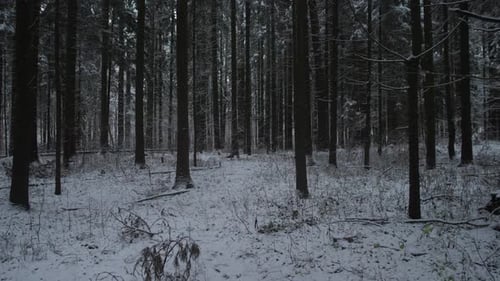 Winter Forest Solitude Serene Winter Landscape with Quiet Trees and Tracks Calm Snowcovered Forest