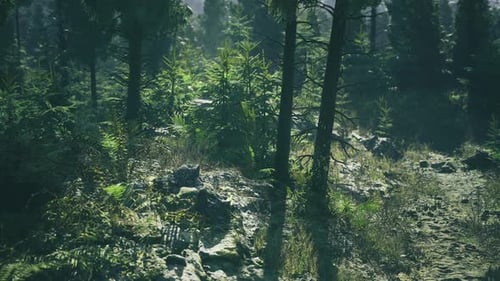 Lush Forest Environment with Moving Sunlight