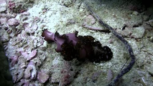 Flatworm at Koh Tao