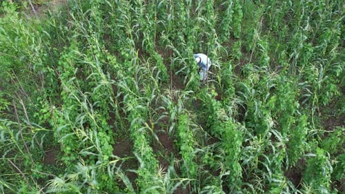 Farmer in Corn Field