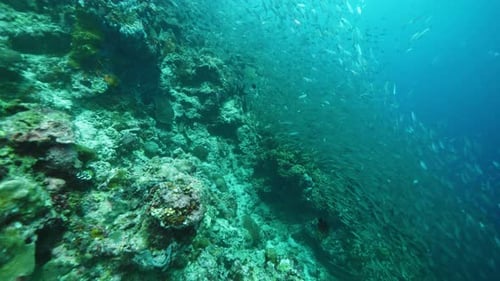 Exotic Fishes and Sardines School Swim Near Coral Reef