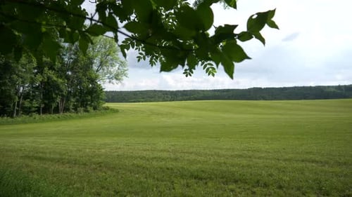 Green meadow in the forest in summer with trees in the background and leaves.