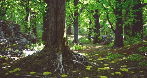Lush Green Forest with Sunlight Filtering Through the Trees