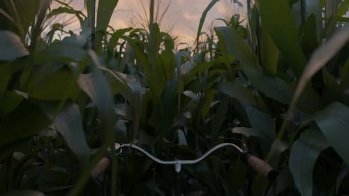 Cycling Through A Field Of Corn And Bending The Stalks