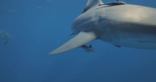 Sharks Swimming Underwater in Blue Ocean