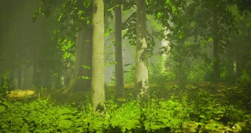 Lush Green Forest with Sunlight Filtering Through Tree Leaves During Daytime