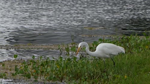 Silberreiher auf Nahrungssuche