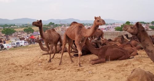 Kamele auf dem Pushkar Mela Kamelfest auf dem Feld, essen kauen, Pushkar, Rajasthan, Indien