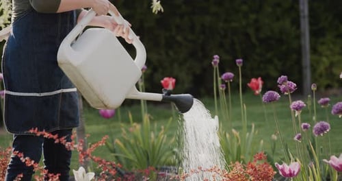 Gardener Watering Flowers in His Garden Beautiful Blooming Garden