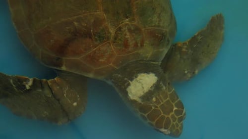 An injured turtle swims in a recovery pond at an animal rescue center.