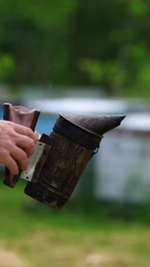 Beekeeper works with a chimney. Smoker in hands of apiarist on beehives background in summer.