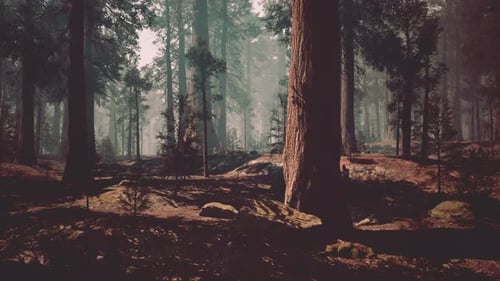 Dense Sequoia Forest With Towering Trees