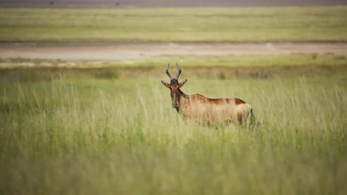 Cautious Red Hartebeest Standing Alert in Tall Green Grass of a Savanna Looking at Camera in Natural