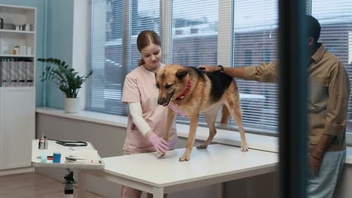 Young Female Vet Checking Dog Paws in Clinic