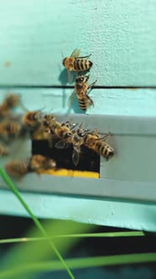 Hives in an apiary. Honey bees swarming and flying around their beehive. Bees defending