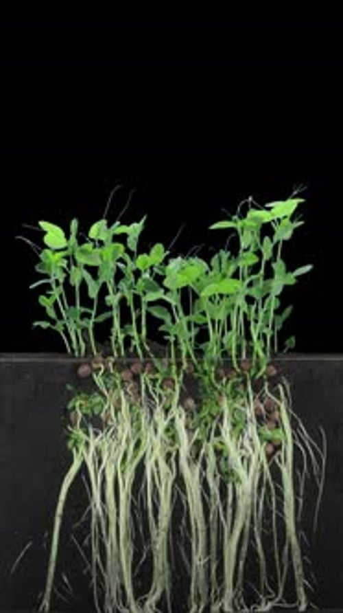 Seedling Sprouts and Roots Grow in Time Lapse